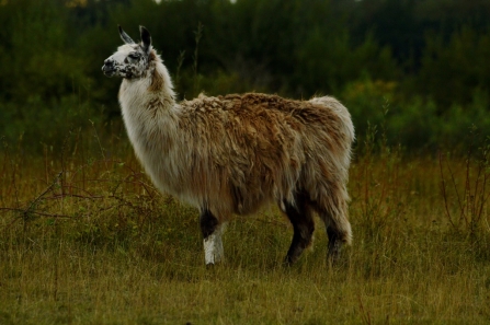 Llama (used for habitat control) © Matthew Christou