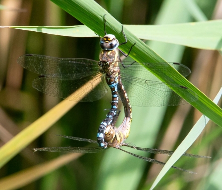 mating Migrant hawkers © Vernon Barker
