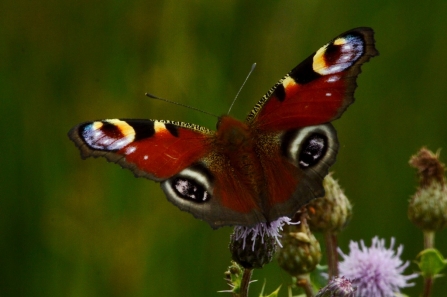 Peacock butterfly © credit Matthew Christou
