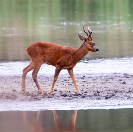 Roe deer © Vernon Barker