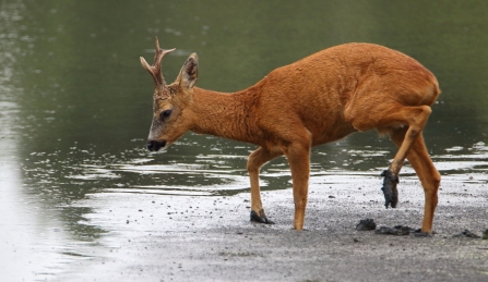 Roe deer © Allen Holmes