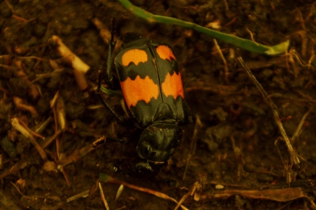 Common sexton beetle © Matthew Christou
