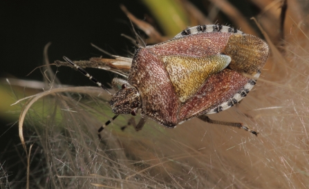 Sloe shield bug © Allen Holmes
