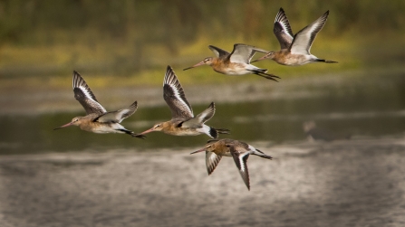 Black-tailed godwits © Steve Ditch