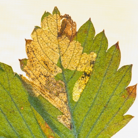 Ectoedemia arcuatella (leaf mine) © Derek Parker