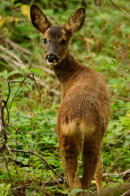 Roe deer © Amy Thompson