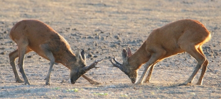 rutting roe deer © Allen Holmes