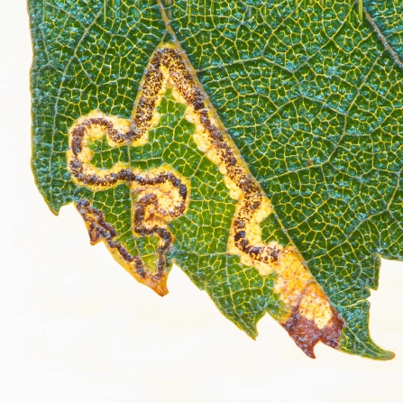 Stigmella sakhalinella (leaf mine) © Derek Parker