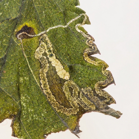 Stigmella ulmivora leaf-mine © Derek Parker
