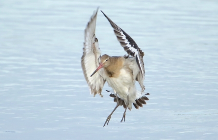 Black-tailed godwit © Allen Holmes