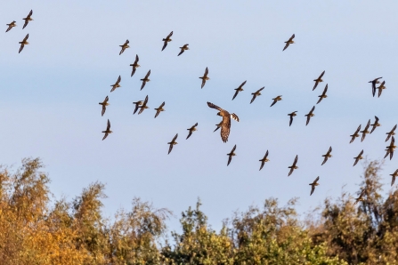 Hen harrier and Golden plovers © Paul Paddock