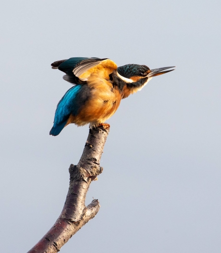 Kingfisher © Vernon Barker