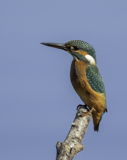 Kingfisher © Barry Wardley