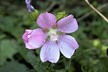Musk mallow © Keith Lynes