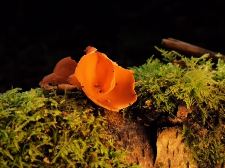 Orange peel fungus © Debbie Ross
