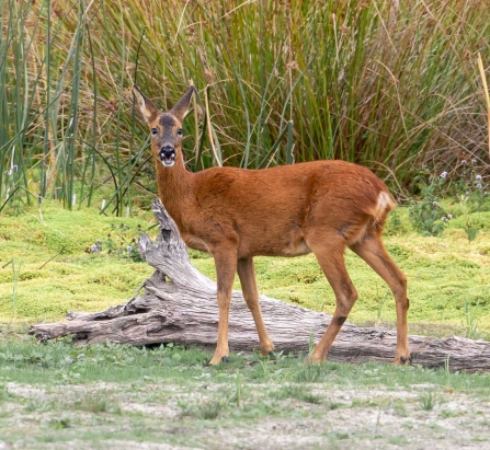 Roe deer © Vernon Barker
