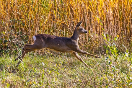 Roe deer © Paul Paddock