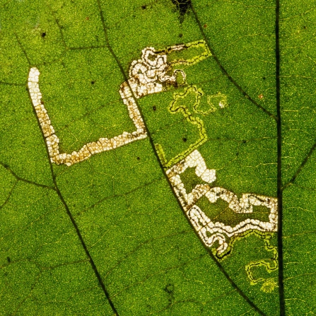 Stigmella tiliae leaf-mine © Derek Parker