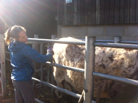 Lorna calming the cows for haltering