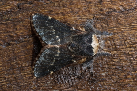 December moth © Derek Parker