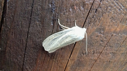 Large Wainscot © Janet Heppenstall