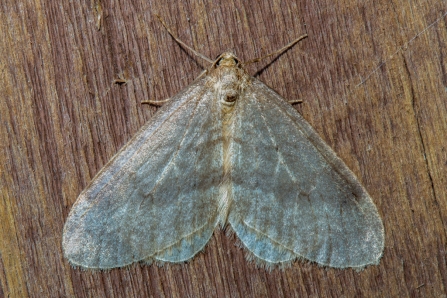 Northern winter moth © Derek Parker