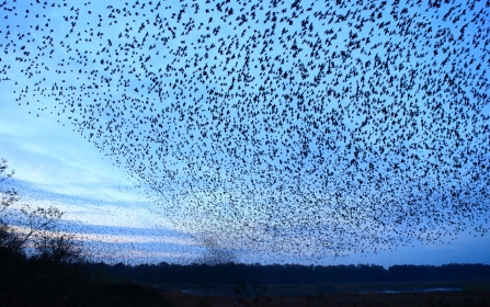 Starlings © Allen Holmes