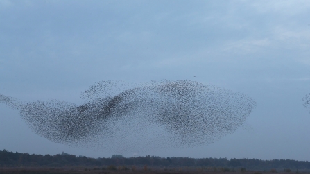 Starlings © Robin Mokryj