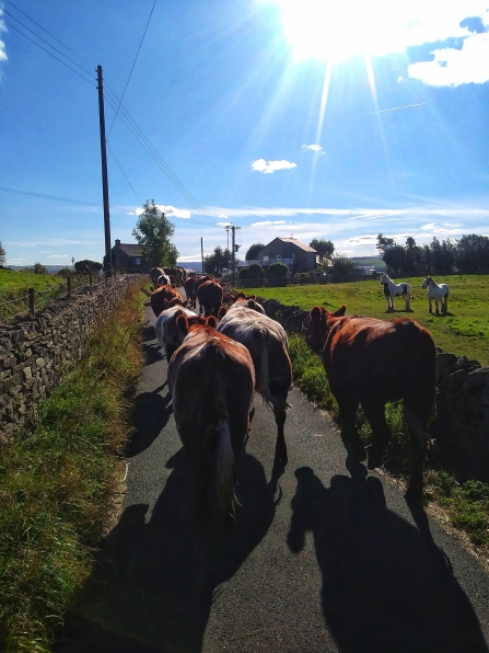Cattle moving to Cemetery Block
