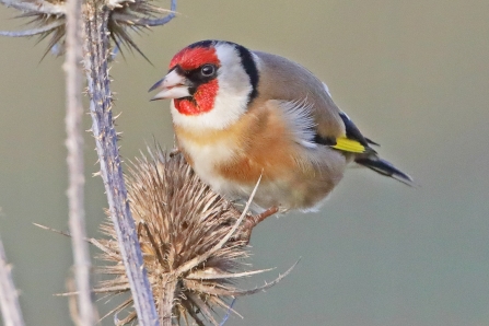 Goldfinch © Adrian Andruchiw 2019