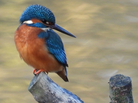 Kingfisher - Adel Dam