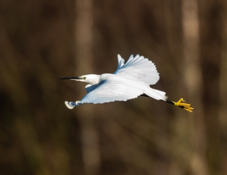 Little Egret © Vernon Barker 2019