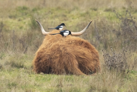 Magpies on Highland Cattle © Keith Horton 2019