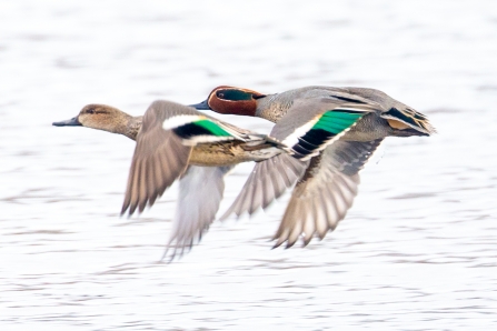 male and female Teal © Vernon Barker 2019