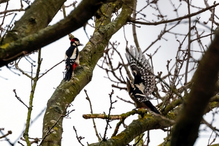 Great Spotted Woodpeckers © Paul Paddock 2019