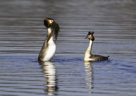 Great Crested Grebes © Barry Wardley 2019