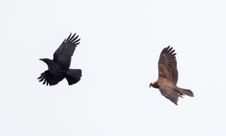 Crow and Marsh Harrier © Vernon Barker 2019