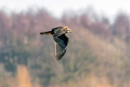Marsh Harrier © Paul Paddock 2019