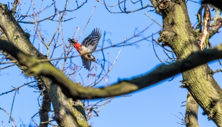 Great Spotted Woodpecker © Carol Hall 2019