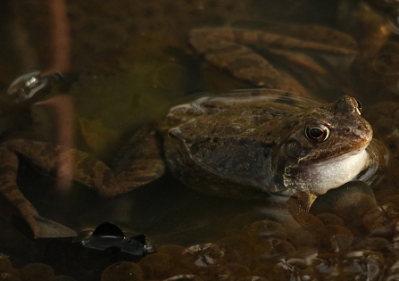 Common frog - AdelDam