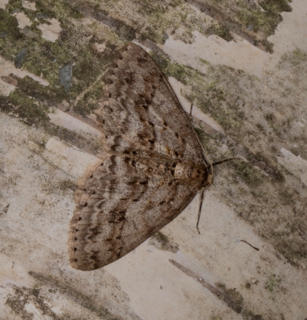 Engrailed © Sue and Brian Trout 2019