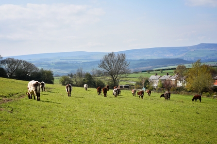 Cows at Stirley