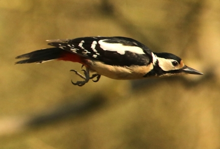 Great spotted woodpecker - AdelDam