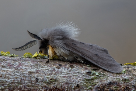 Muslin Moth © Derek Parker 2019