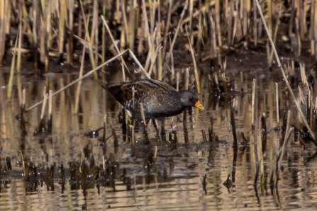 Spotted Crake © Adrian Andruchiw 2019