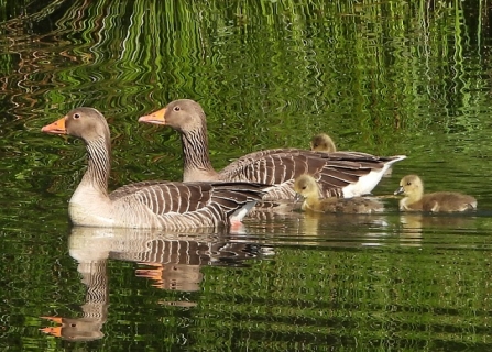 Greylag goose family - AdelDam