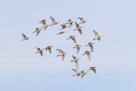 Black-tailed Godwits © Paul Paddock 2019