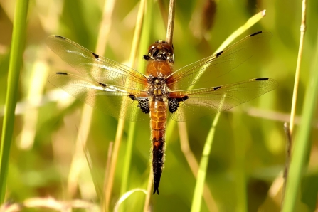 Four-spotted Chaser © Matthew Christou 2019