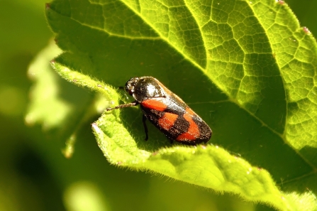 Red-and-black Froghopper © Matthew Christou 2019