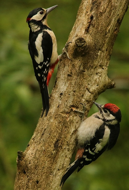 Great spotted woodpecker - Adel Dam